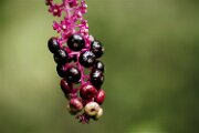 _MG_6312 (2)