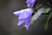_MG_6414 (2)
