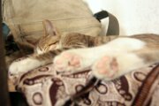 img_5675_28025923470_o