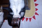 img_7948_27691319064_o
