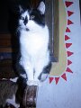 img_7952_28273361896_o