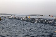 IRONBCN70320180006
