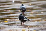 _MG_6290-1500w