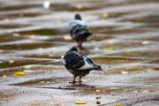 _MG_6290-2250w