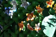_MG_2656