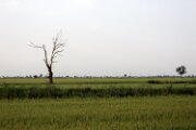 DELTA03362021
