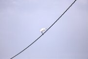 DELTA03422021