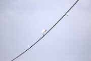 DELTA03432021