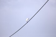 DELTA03442021